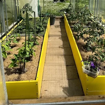 Высокая желтая грядка (0,65 х 1)